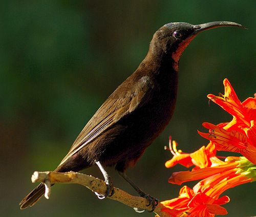 Amethyst sunbird